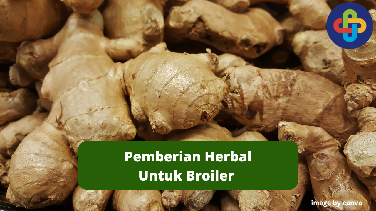 Tips Meracik Herbal Untuk Kesehatan Broiler